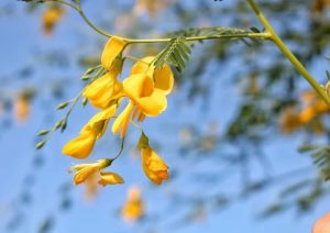 Bông điên điển lung linh trong nắng