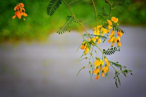 Bông điên điển - mai vàng mùa nước nổi