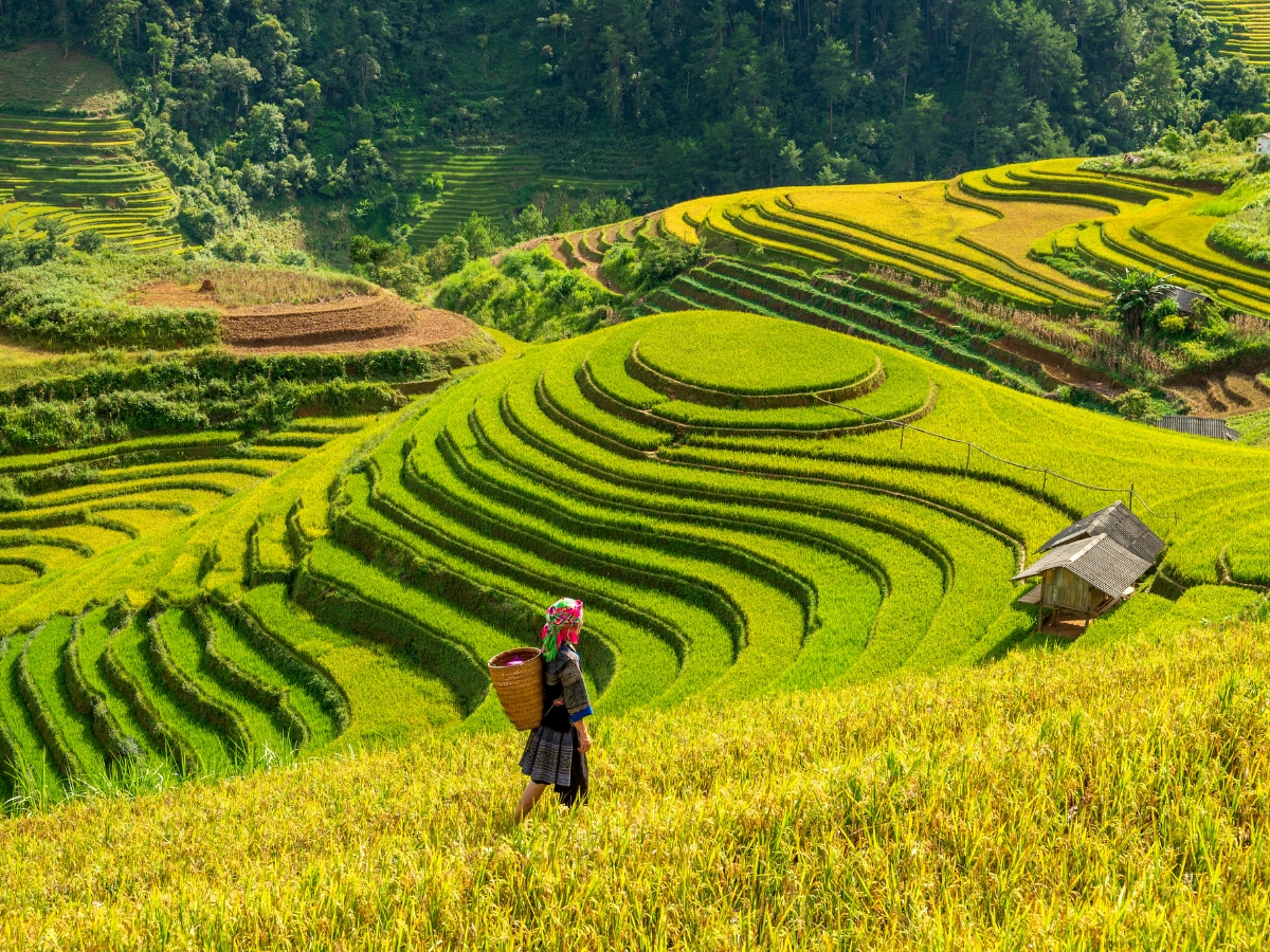 NGHĨA LỘ - TÚ LỆ - KHÂU PHẠ - LA PÁN TẨN – MÙ CANG CHẢI (4 NGÀY 3 ĐÊM) - Ảnh 2
