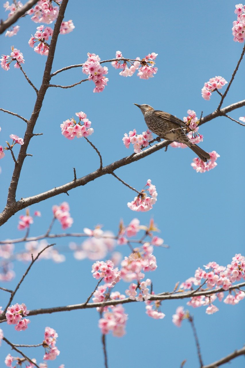 cherry blossoms, bird, flowers-6943659.jpg